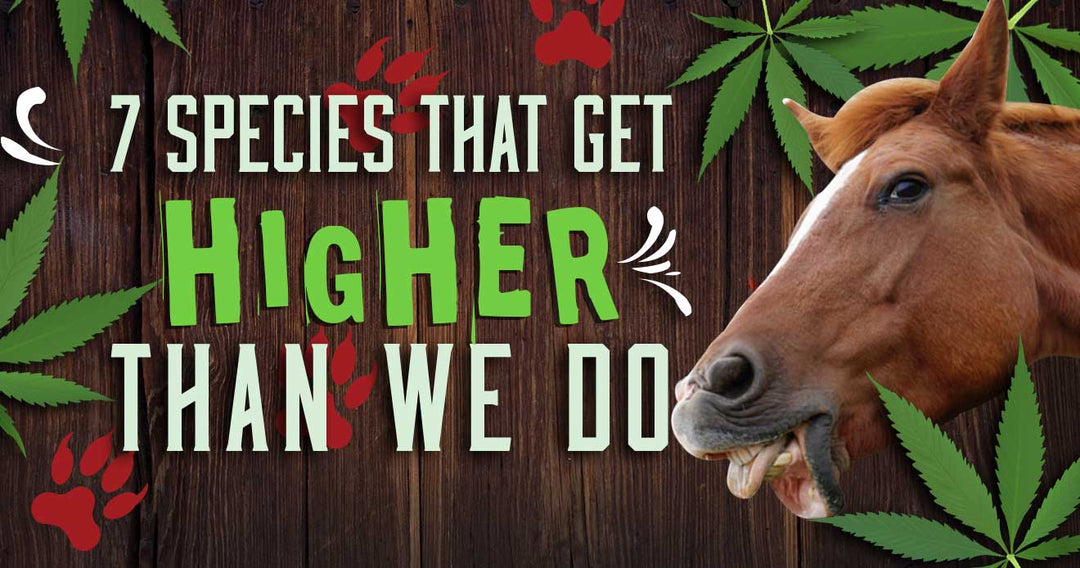 7 Species of Animal that Get Higher Than You